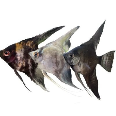 Mix Angelfish (Pterophyllum scalare mix) 5–5,5 cm