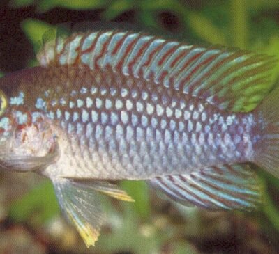 paebas (3 - 3,5 cm)