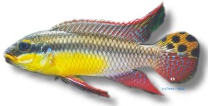 taeniatus bandewouri (4 - 5 cm)