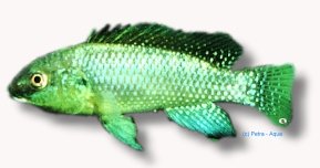 Alcolapia alcalicus XL