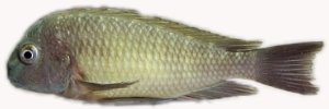 Tropheus moorii \"nkonde\" 3,5–4,5 cm