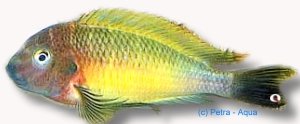 moorii lufuba (3,5 - 4,5 cm)