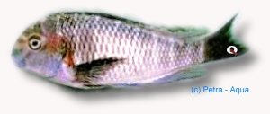 moorii mwerazi (3,5 - 4,5 cm)