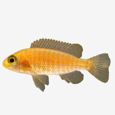 Aulonocara sp. firefish 5–6 cm