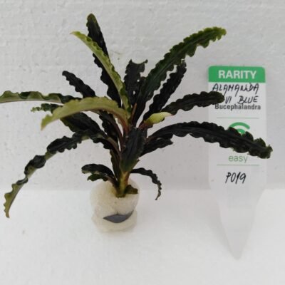 Bucephalandra alamanda vi blue Easy8