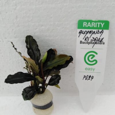 Bucephalandra alamanda V3 dark Easy8