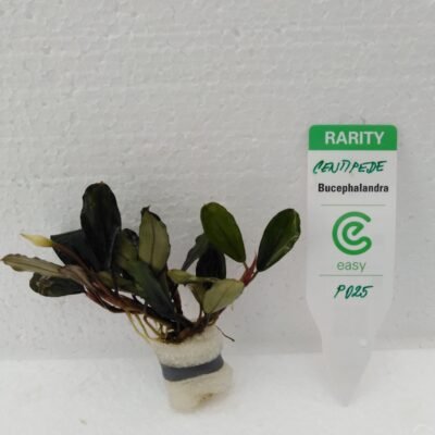 Bucephalandra centipede Easy8