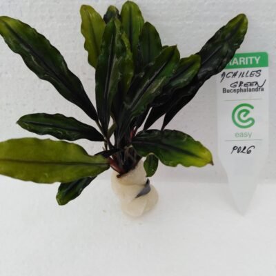 Bucephalandra achilles green Easy8