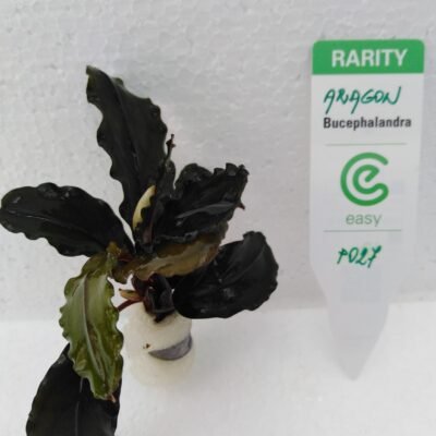 Bucephalandra aragon Easy8