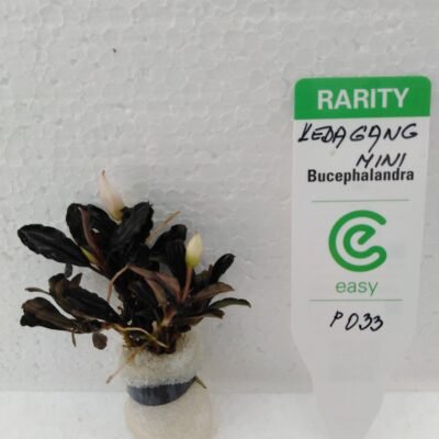 kedagang mini (Easy   8)
