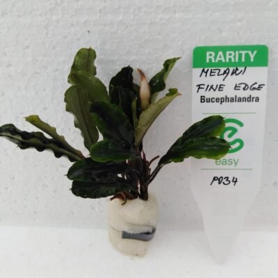 Bucephalandra melawi fine edge Easy8
