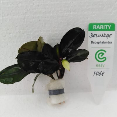 Bucephalandra belindae Easy8
