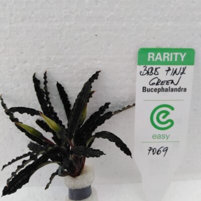 Bucephalandra biblis pink Easy8