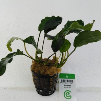 Anubias barteri Wrinkle Leav Medium6