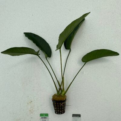 Anubias barteri var. barteri Easy XXL