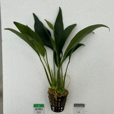 congensis (Easy   XXL)