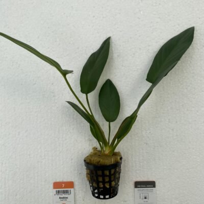 hastifolia (Easy   XXL)