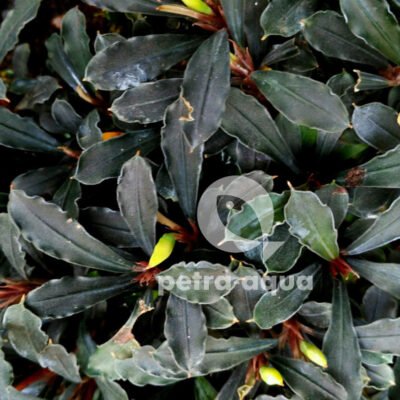Bucephalandra black spear Easy8