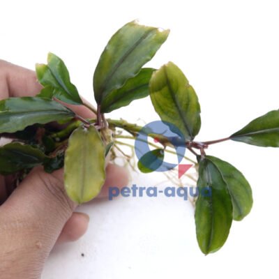 Bucephalandra central cali Easy8
