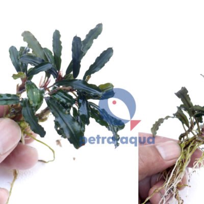 Bucephalandra fine edge green melawi Easy8