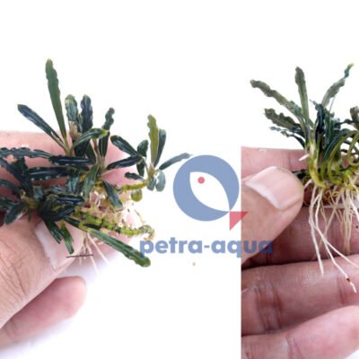 Bucephalandra isabelle Easy8