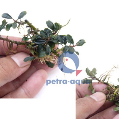 lamandau purple (Easy 8)