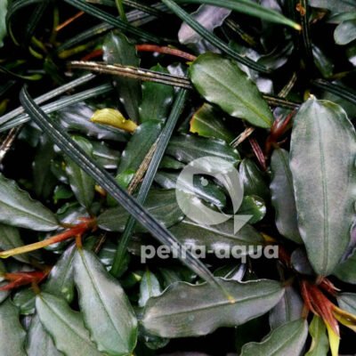 Bucephalandra melawi grey Easy8