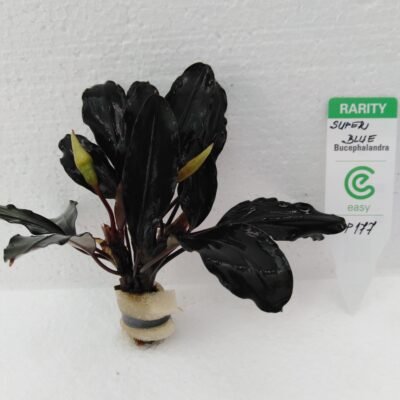 Bucephalandra super blue central kalimantan Easy8