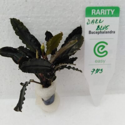 Bucephalandra deep blue Easy8