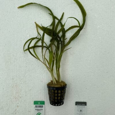 Cryptocoryne balansae Easy5