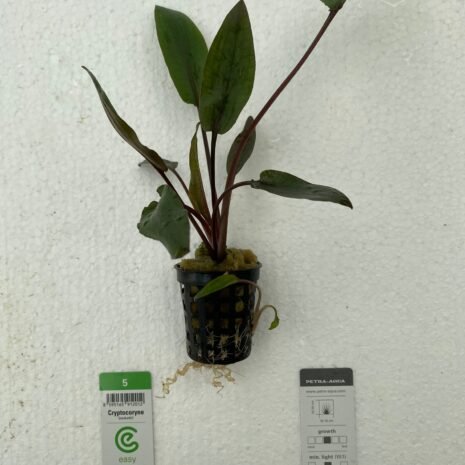 Cryptocoryne beckettii Easy5