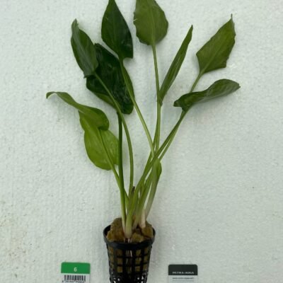 pontederiifolia (Easy 6)
