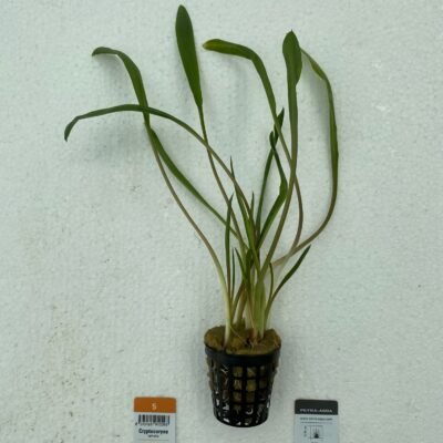 Cryptocoryne spiralis Easy5