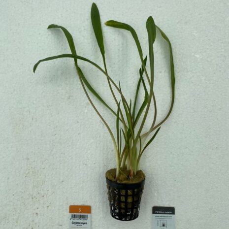 Cryptocoryne spiralis Easy5