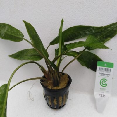 usteriana green (Easy 6)