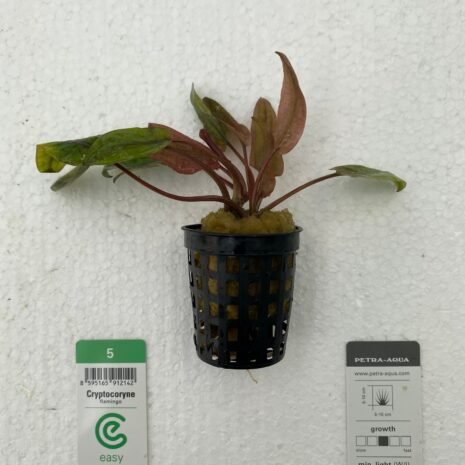 Cryptocoryne flamingo Easy5
