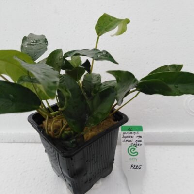 Anubias barteri var short and sharp Easy XL
