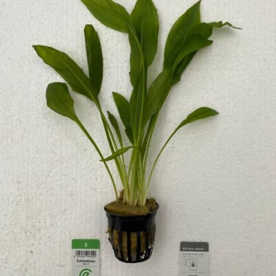 Echinodorus bleheri Easy XXL