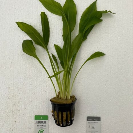 petra-P331 Echinodorus bleheri Easy XXL