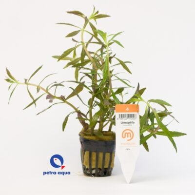 Limnophila aromatica Medium4