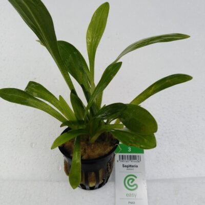 Sagittaria eatoni Easy3