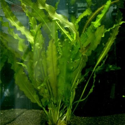 Aponogeton crispus Easy4