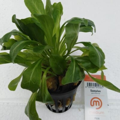 parviflorus (Medium 5)
