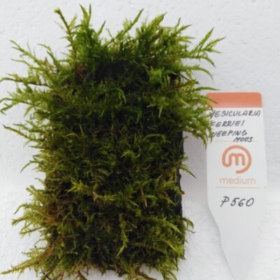 Vesicularia ferriei ferriei weeping moss on4x8wire