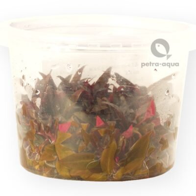 Alternanthera reinickii mini pot10 cm