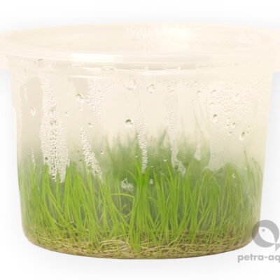 Eleocharis acicularis pot10 cm