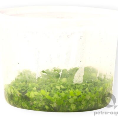 "Monte Carlo" (pot 10 cm)