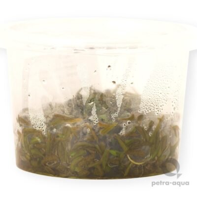 wendtii Brown (pot 10 cm)