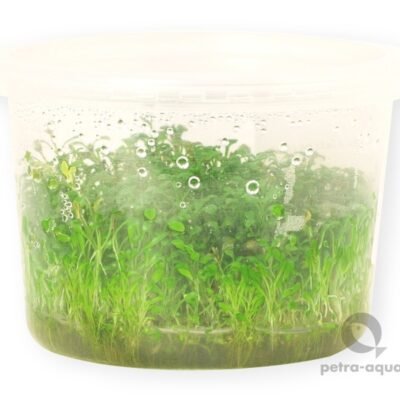 Glossostigma elatinoides pot10 cm