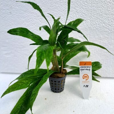 Salicifolia (Medium 5)